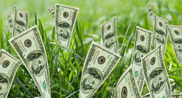 money grass.jpg