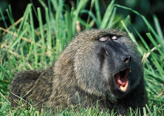 Olive Baboon.png