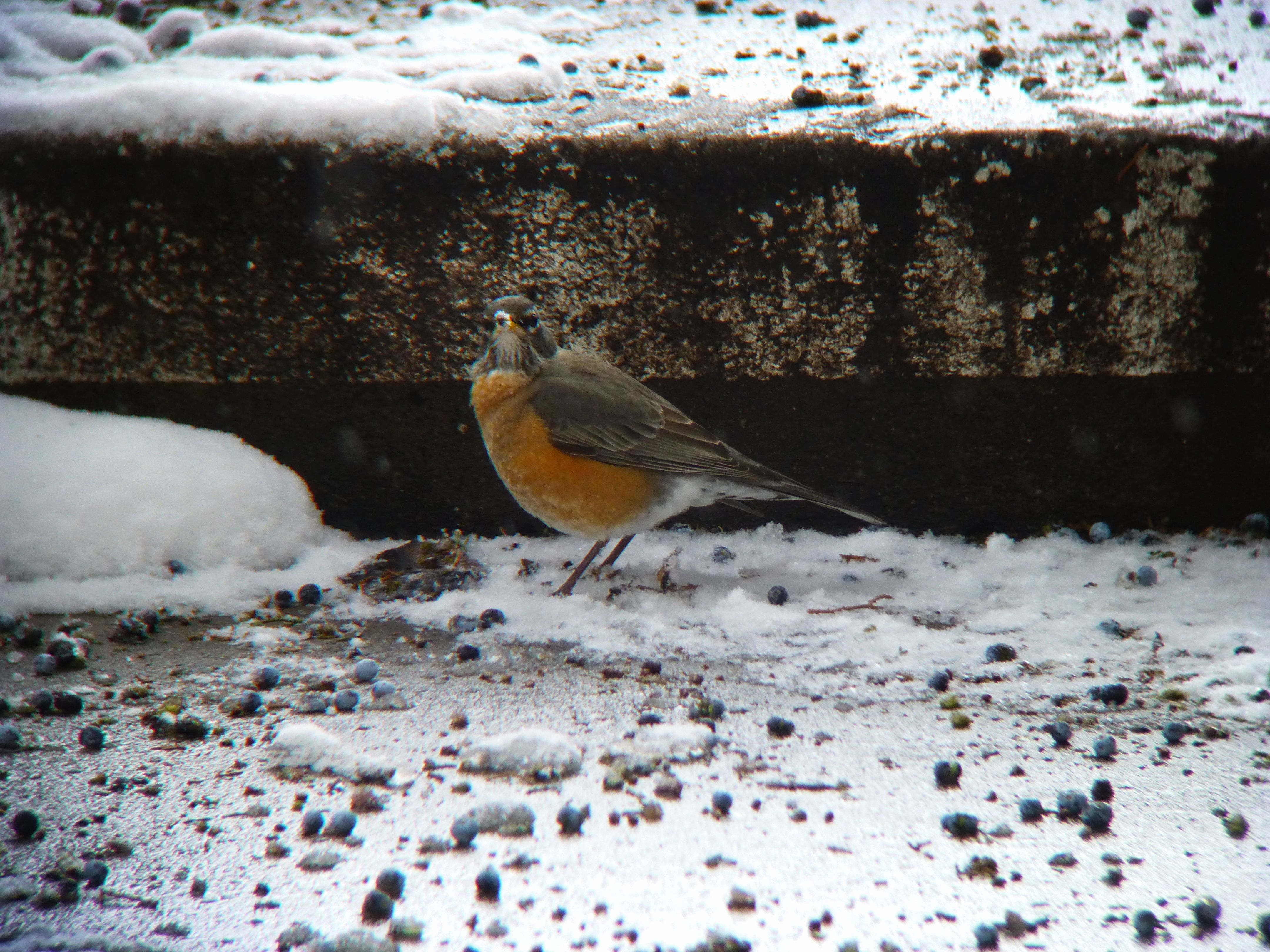 American Robin Ground2.jpg