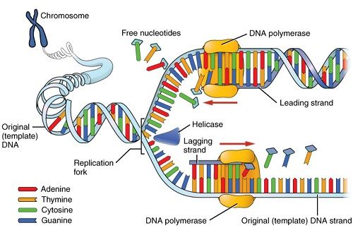 THOUGHTCO_COM_DNA_replication-500w.jpg