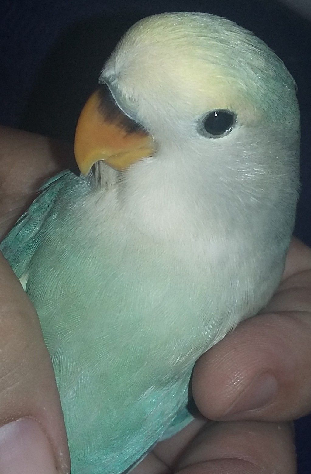 bird baby Zeph in breeder Brian Gleasons hand 6-15-2016 .jpg