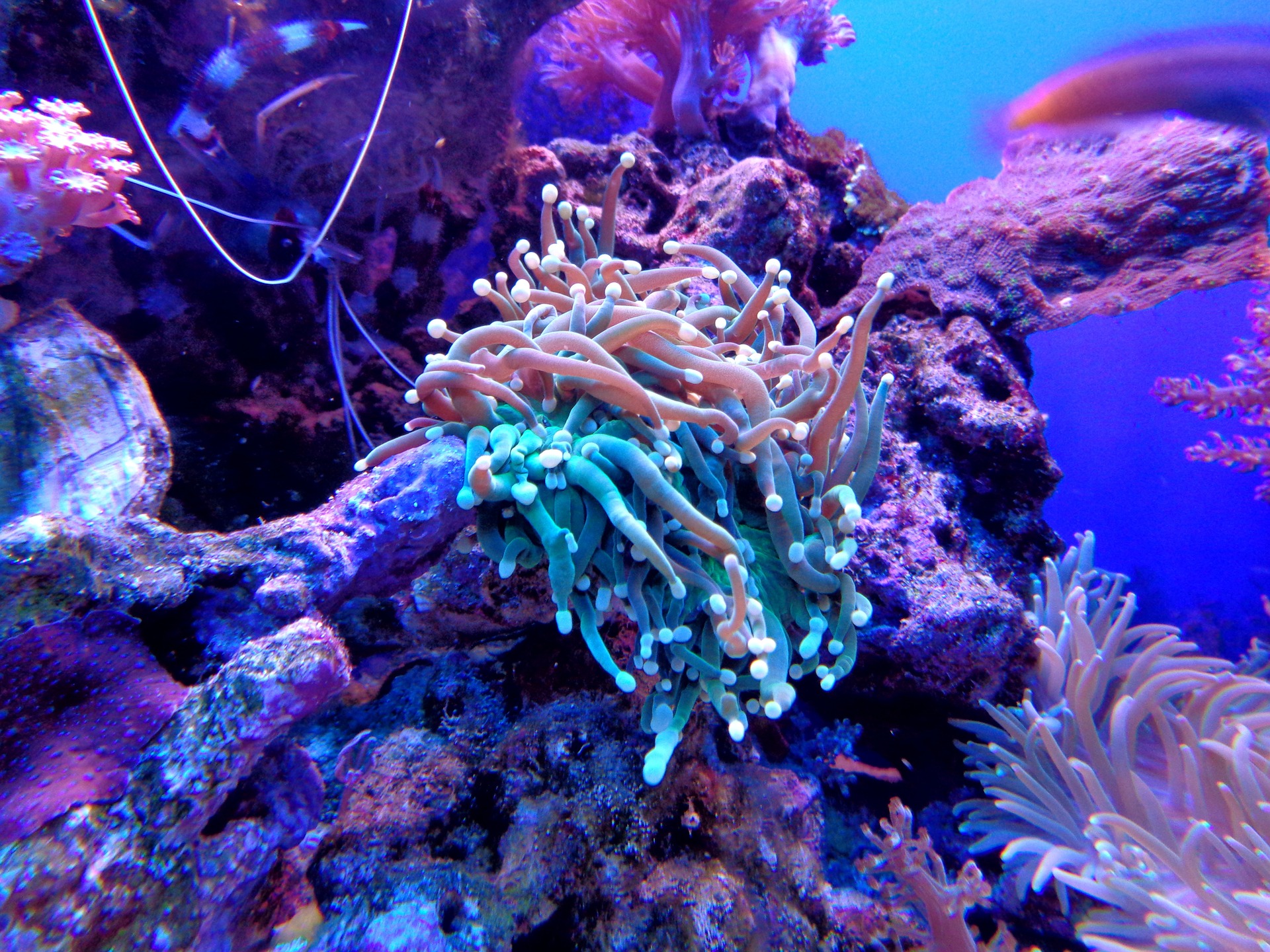 coral-1053837_1920.jpg