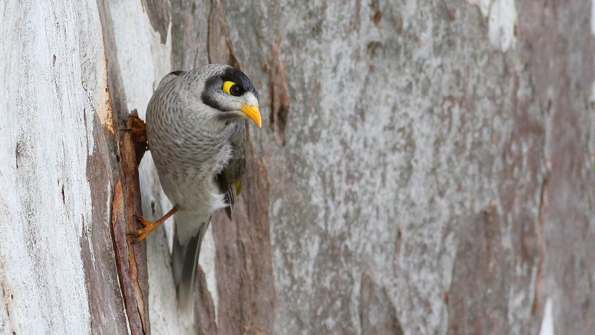 Noisy Miner 5.jpg