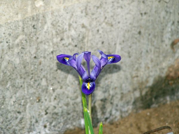 East - iris reticulata2 crop Feb. 2018.jpg