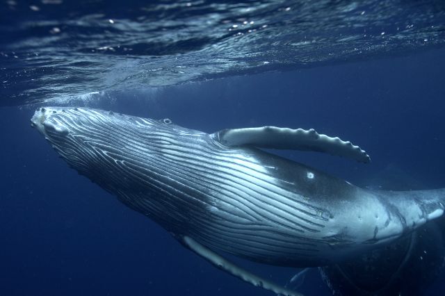 ballena azul.jpg