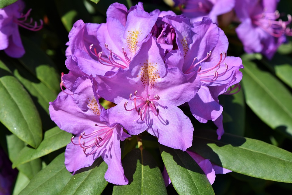 Rhododendron-Rhododedron-Flowering-Rhododendron-Buds-3386364.jpg