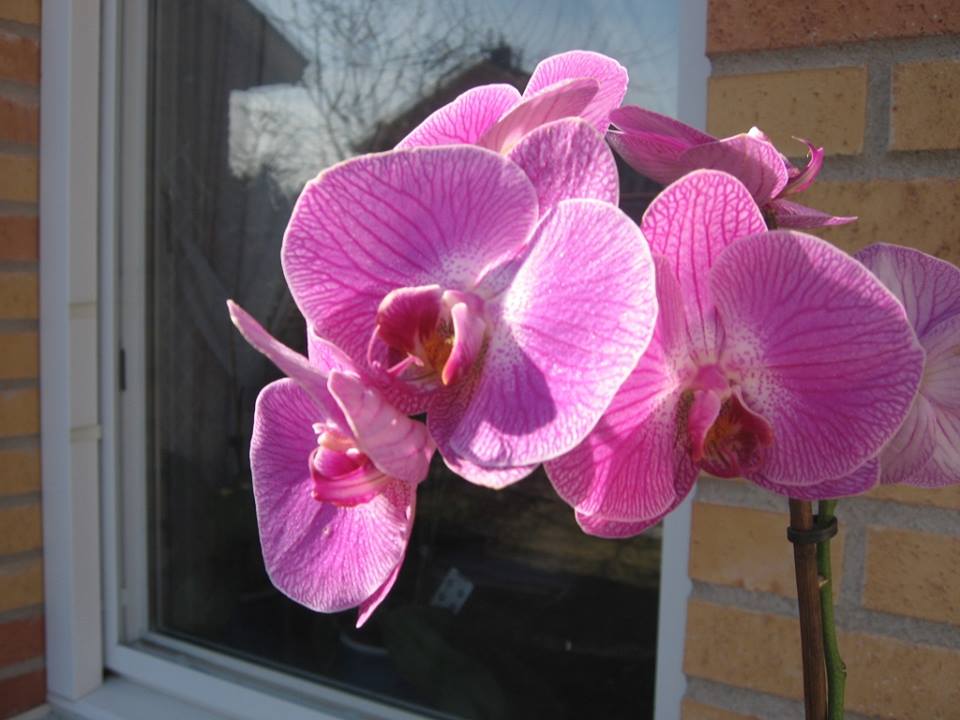 Felnopsis Orchid 1.jpg