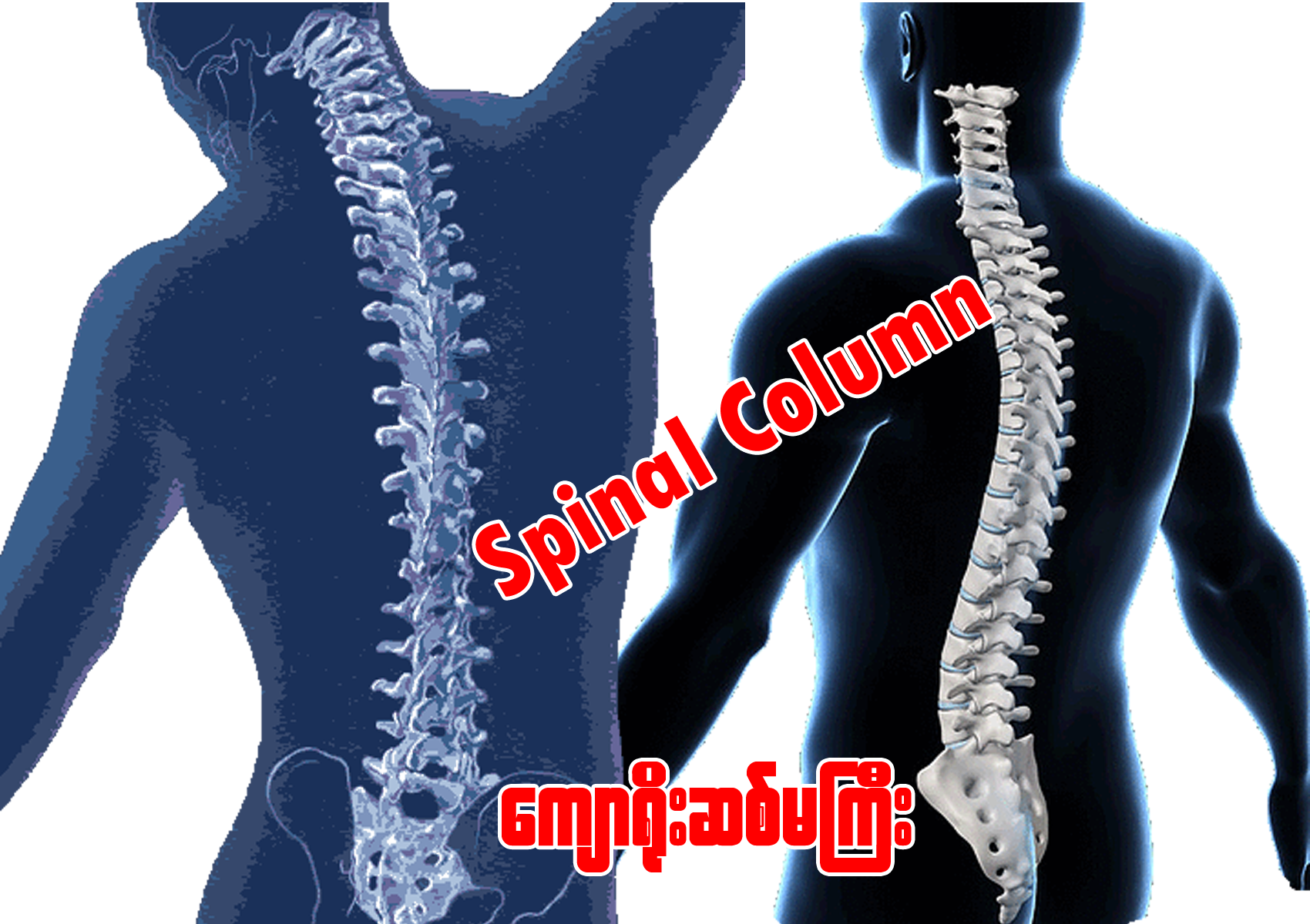 spinal column copy.png