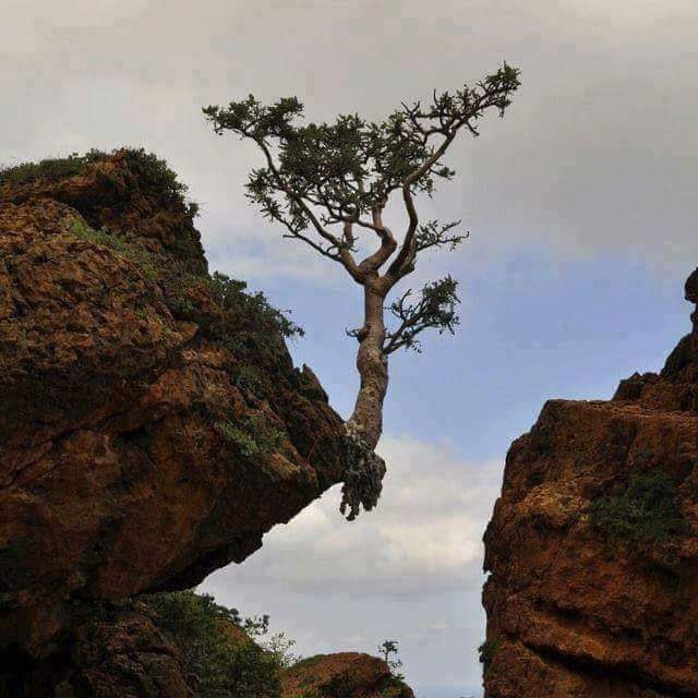 Resilient Tree