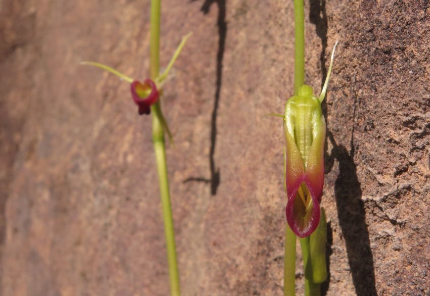 Orchids85 05.jpg