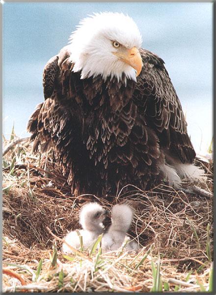 baldeagle_139-mom_nursing_chicks_on_nest.jpg
