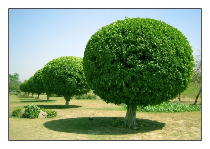 Round_Trees.jpg