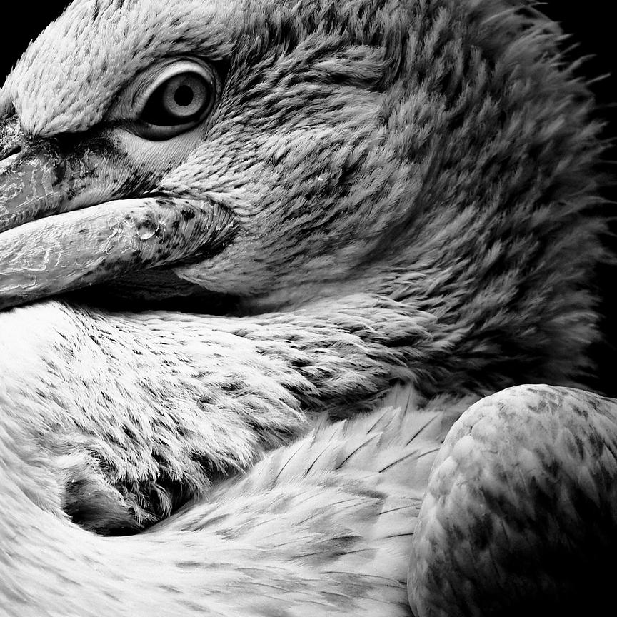 7081-Bird-Pelican_face_South_Africa_2004_Laurent_Baheux_xgaplus.jpg