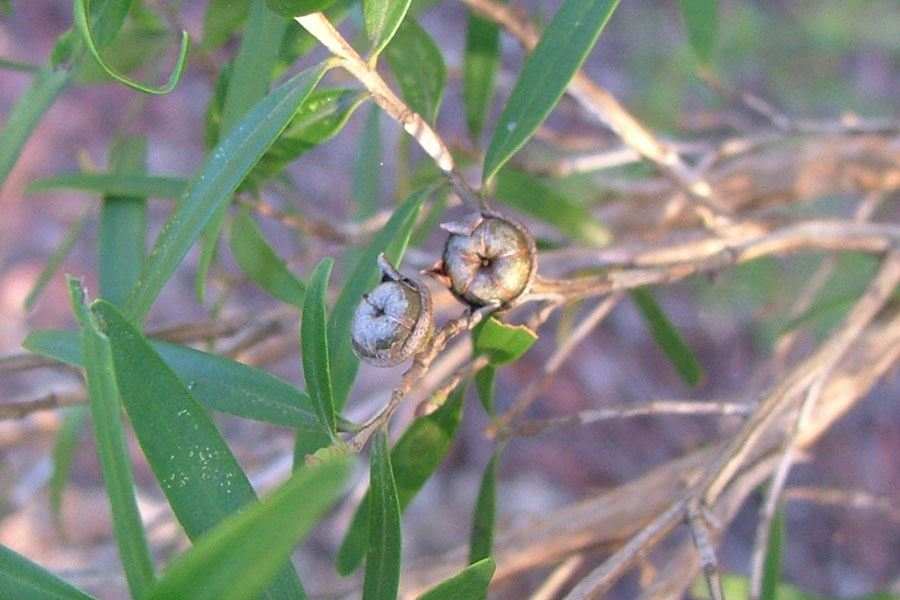 leptospermumpetersonii12.jpg