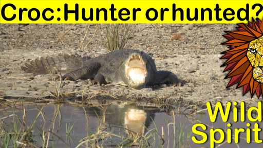 croc-hunter or huntedpng.png