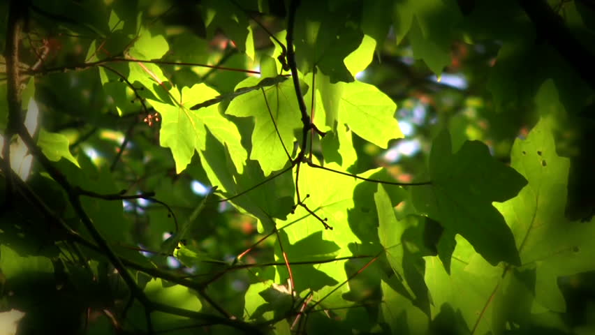 sun through leaves.jpg