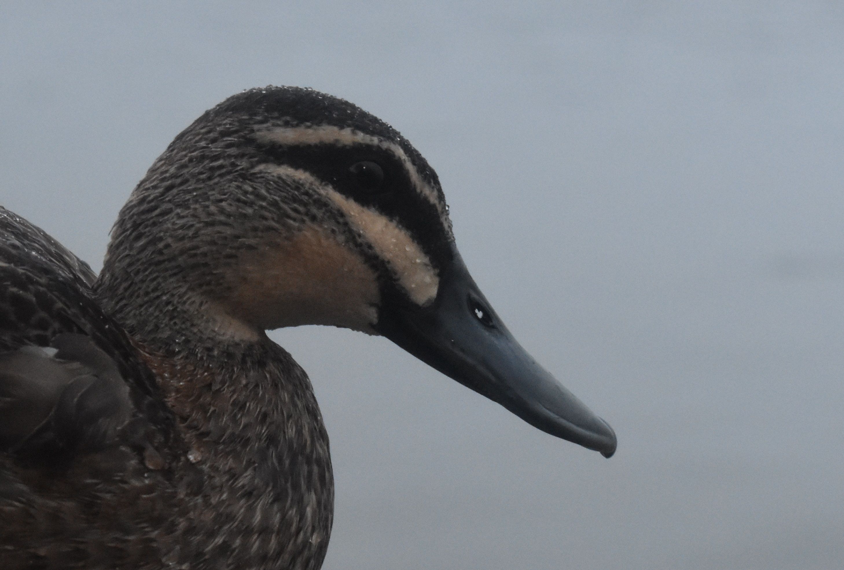 DSC_0033.jpg