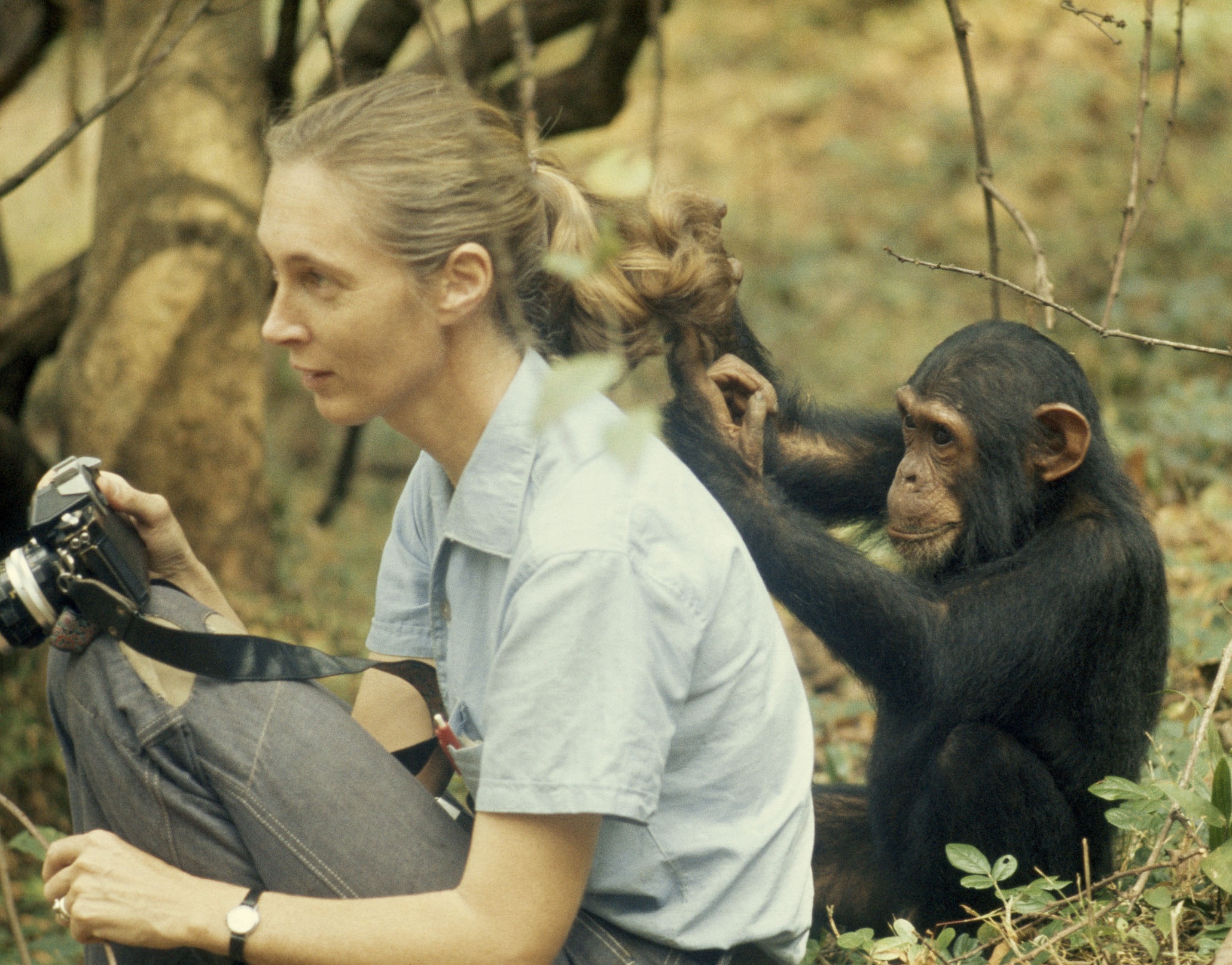Jane-Goodall.jpg