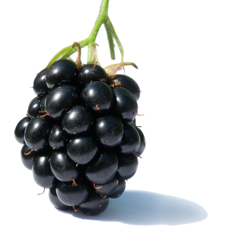 blackberry-.jpg