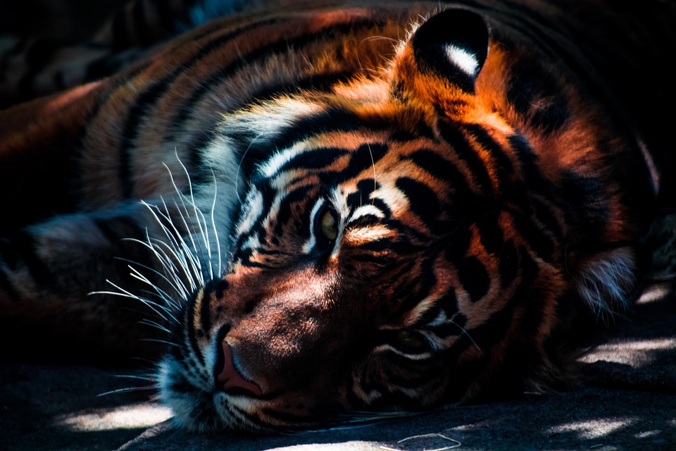 tiger-768574_960_720.jpg