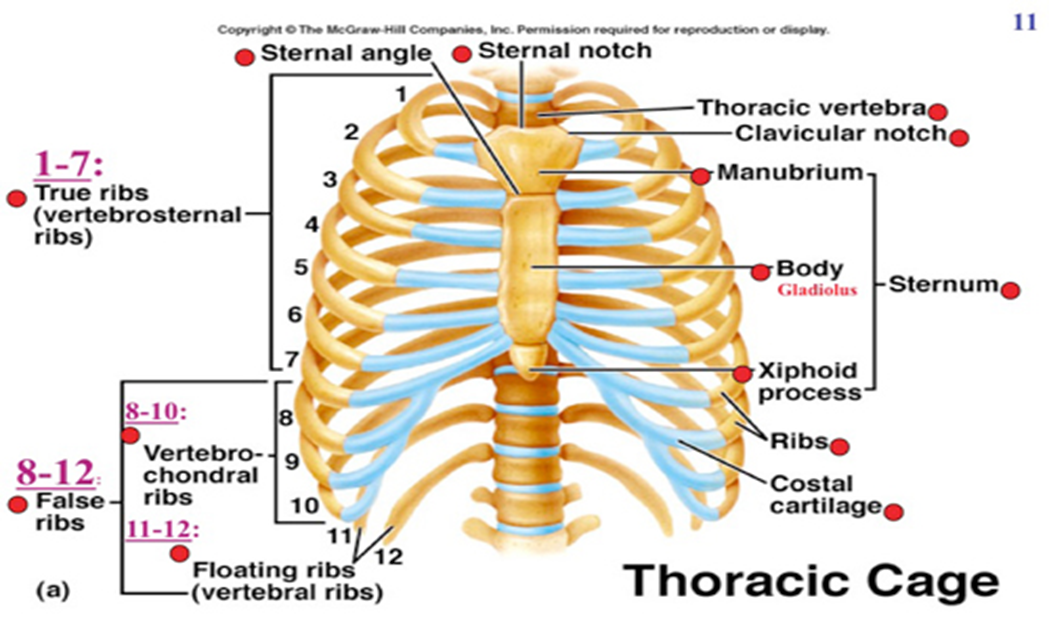 Vertebrosternal Ribs Labeled