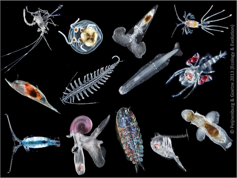 Зоопланктон пресных водоемов. Дафнии и циклопы зоопланктон. Зоопланктон каланоиды. Планктон зоопланктон. Планктон фитопланктон и зоопланктон.