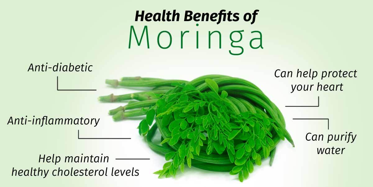 Moringa.jpg