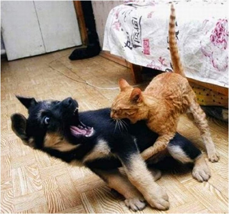 hilarious_moments_of_life_together_dogs_and_cats.jpg