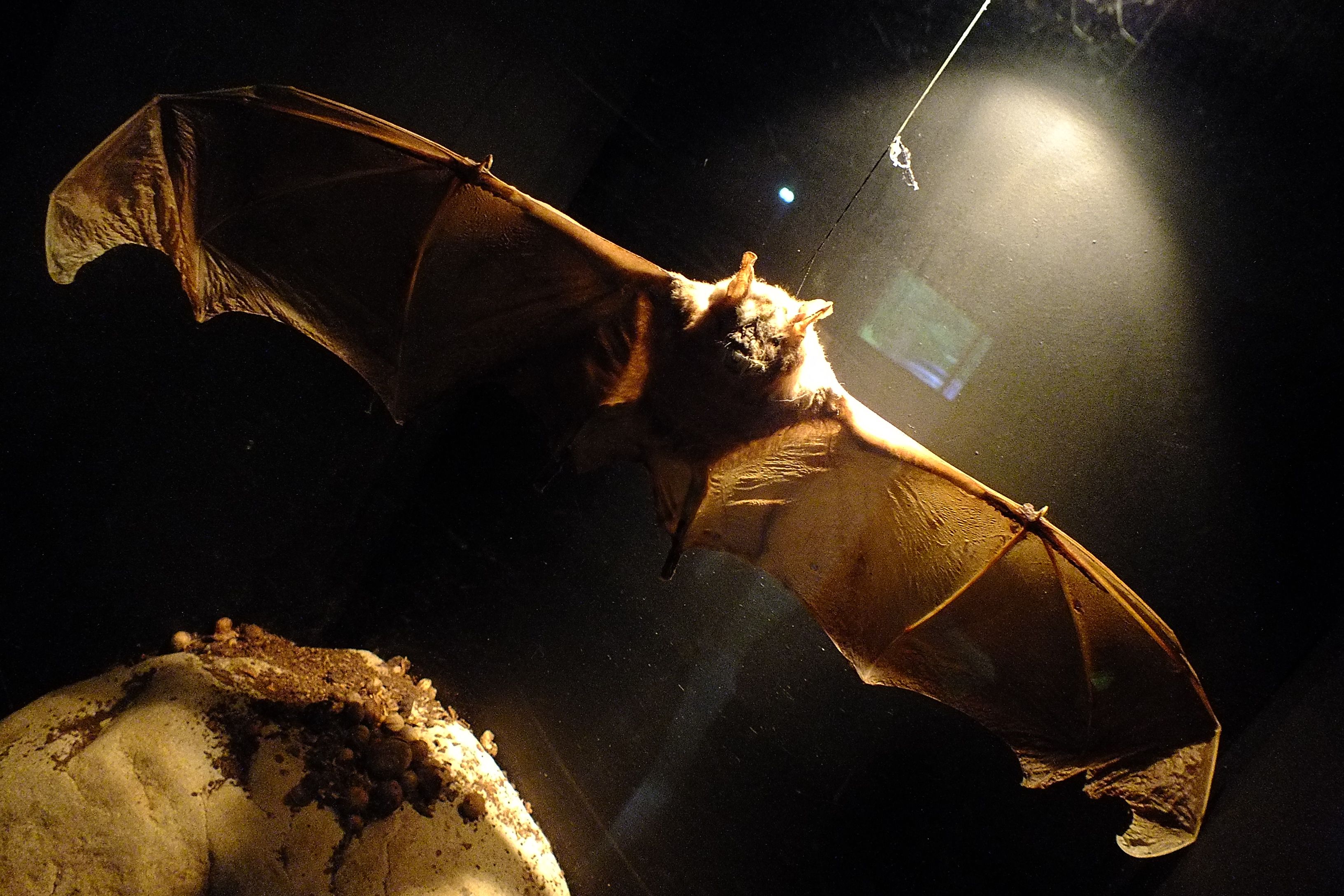 DSCF8288.JPG