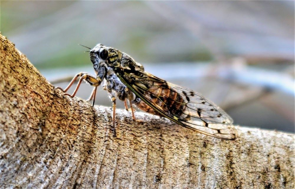 cicada c.JPG