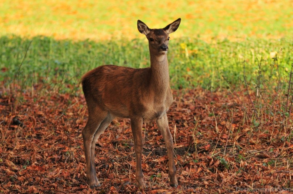 Baby-Of-Red-Deer-db312.jpg