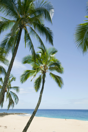 10 Surprising Facts About Palm Trees
