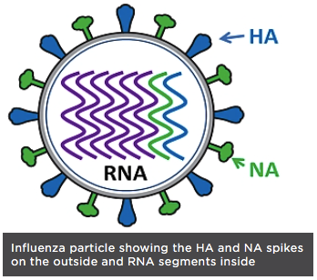 Influenza Virus.png