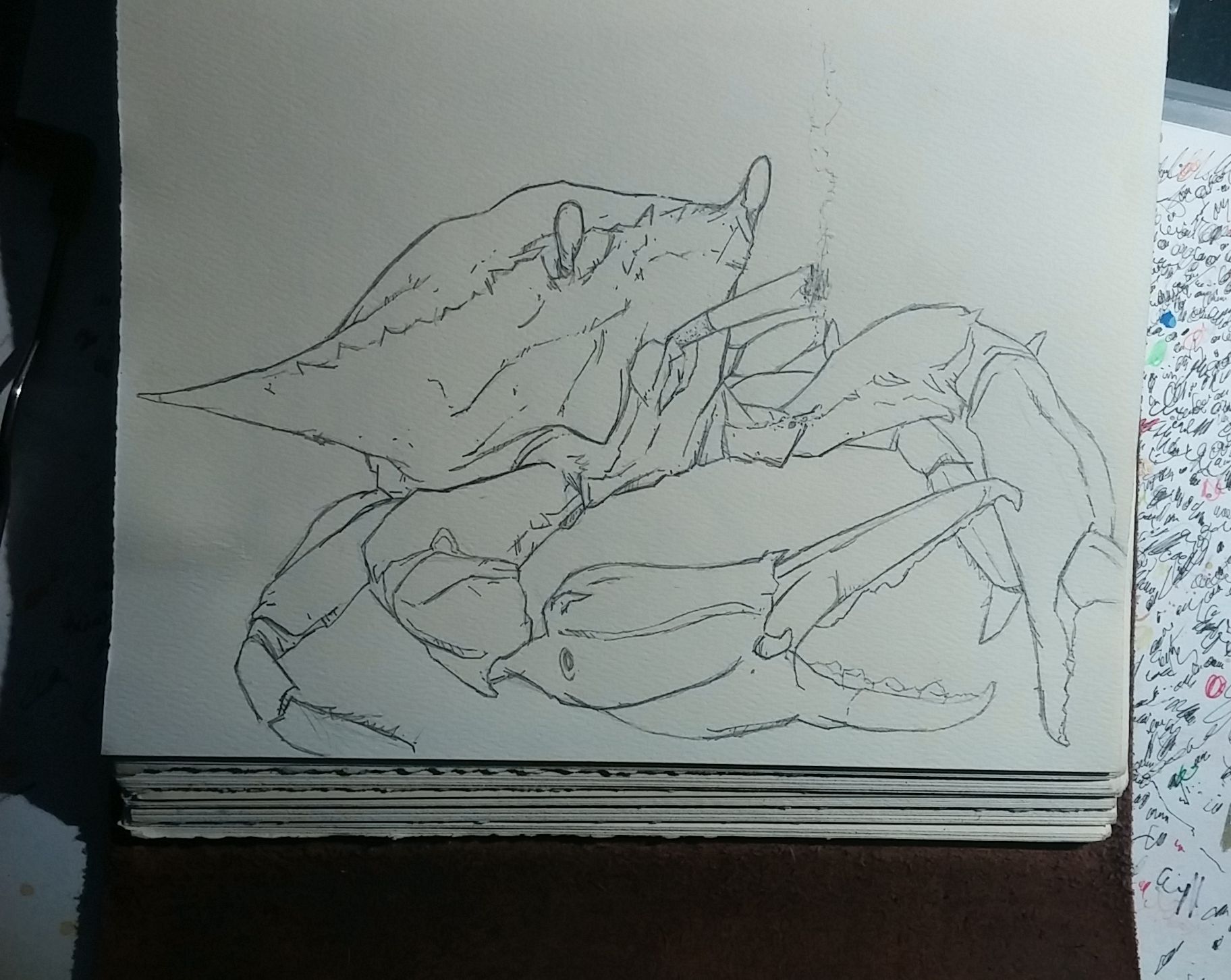 crab sketch.jpg