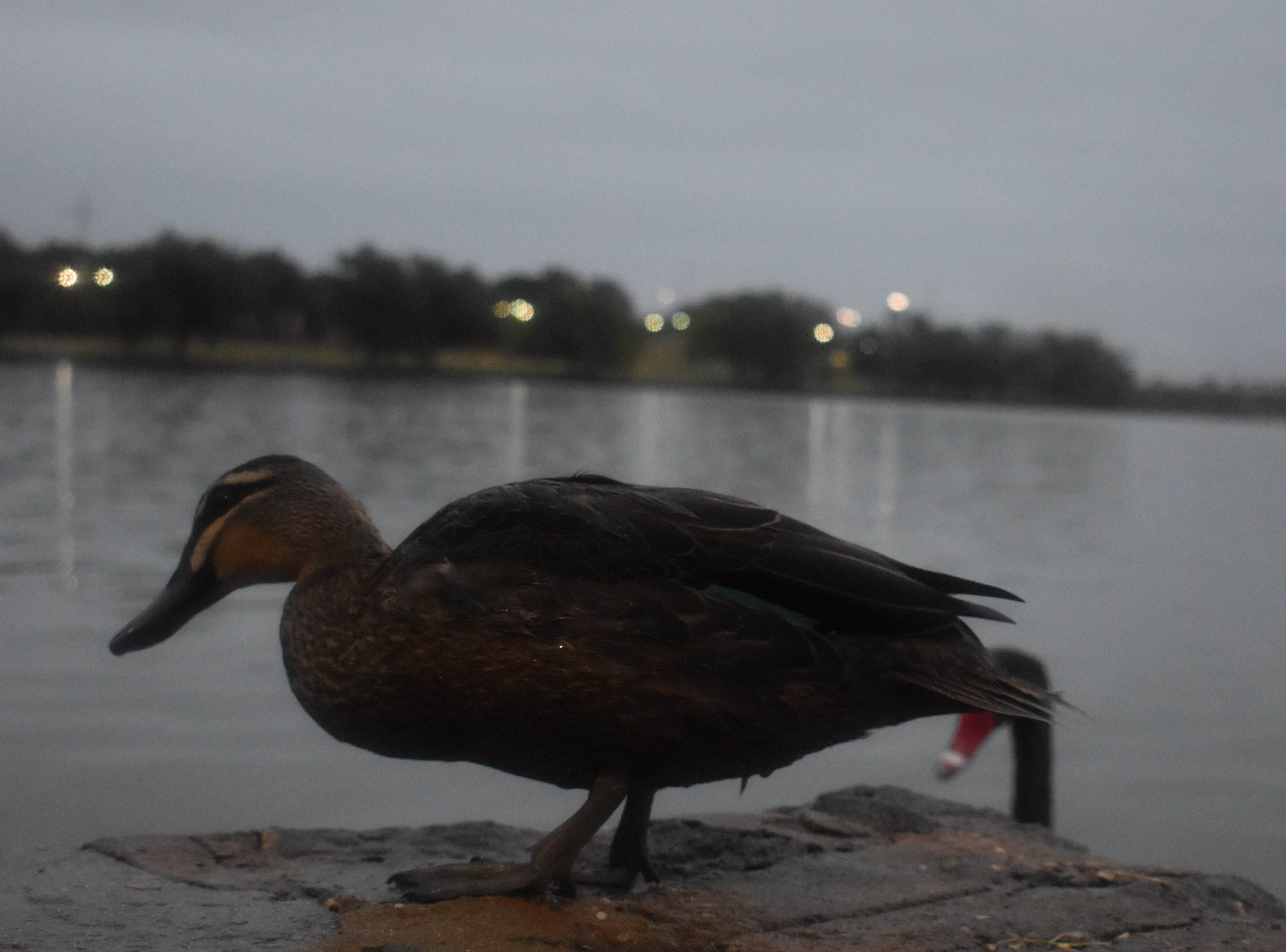 DSC_0056.jpg