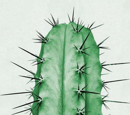 cactus1.JPG