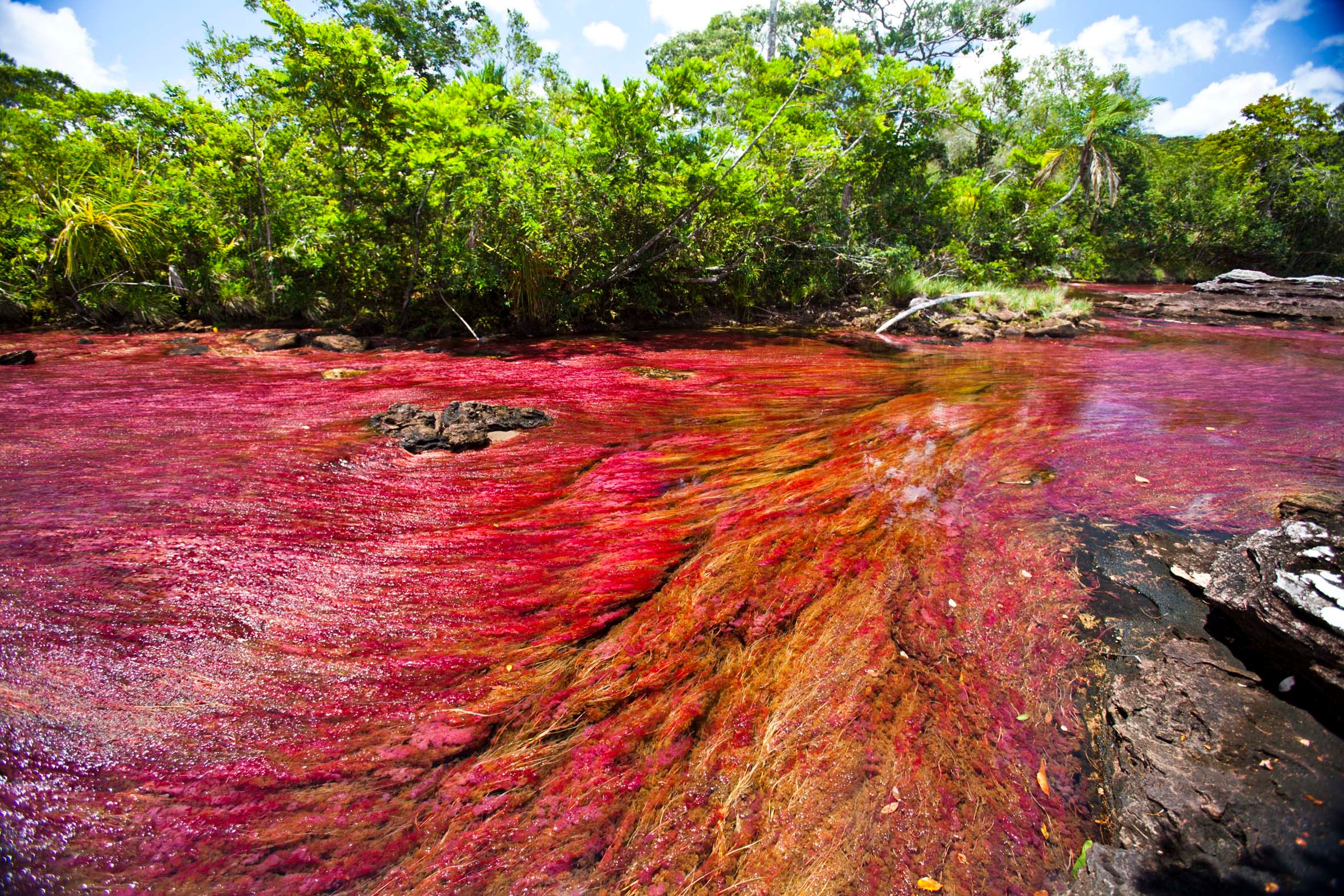 Cano-cristales-6.jpg