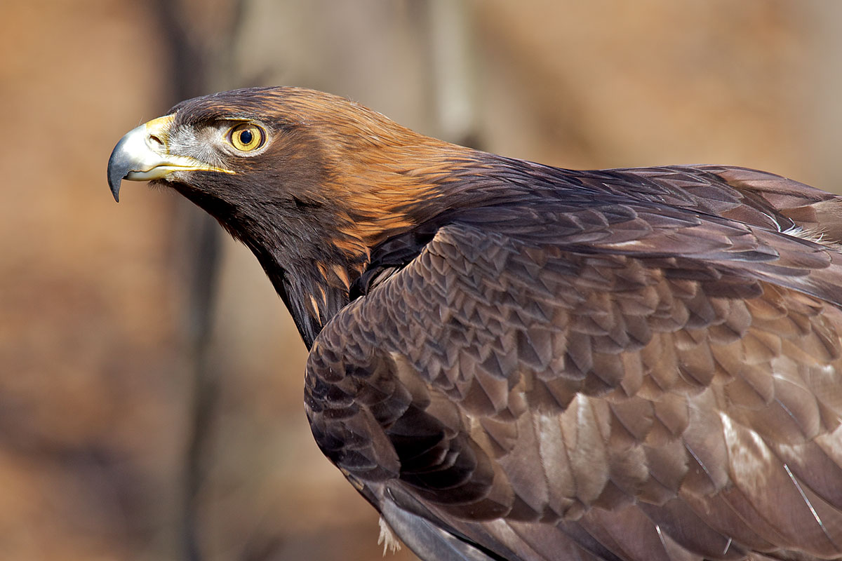 What Is The National Bird Of Albania Steemit