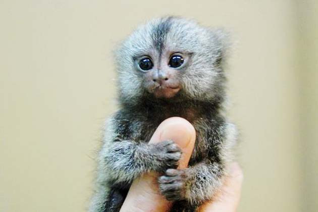 Patuljasti-marmoset2.jpg