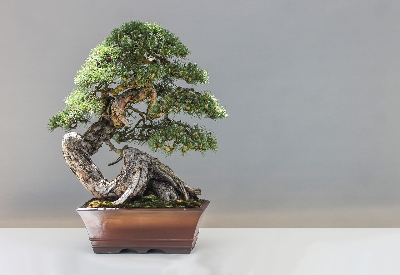 bonsai-1805501_1280.jpg