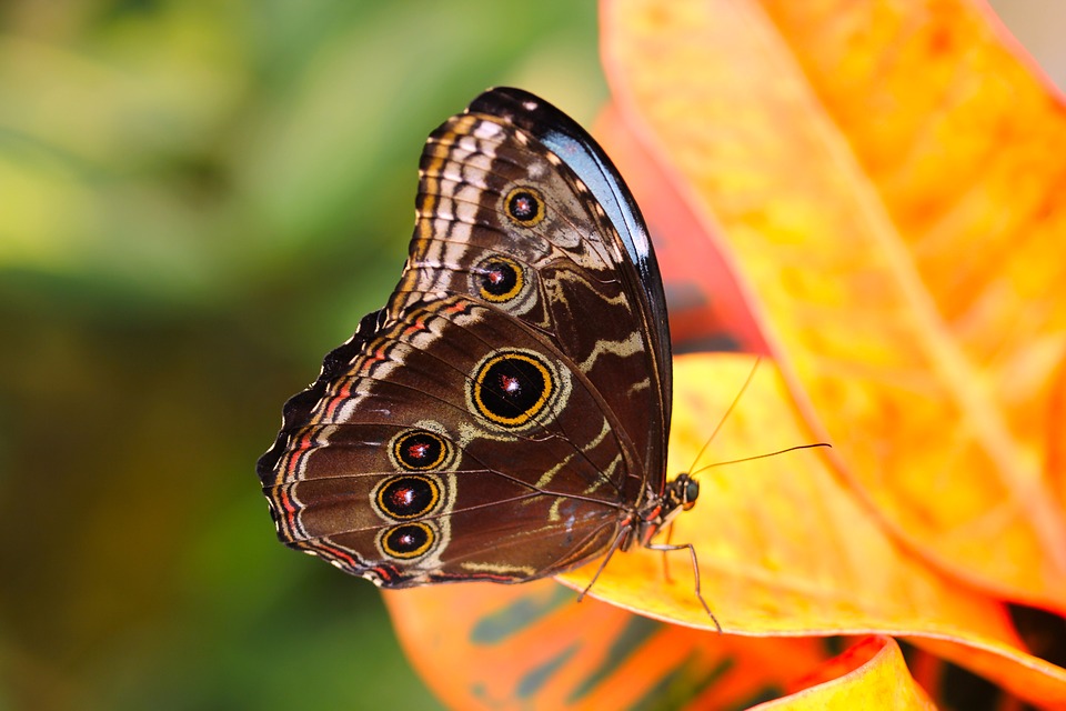 butterfly-3132257_960_720.jpg