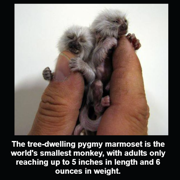 Pygmy Marmoset.png