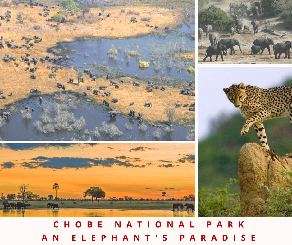 Chobe National Park FB.jpg