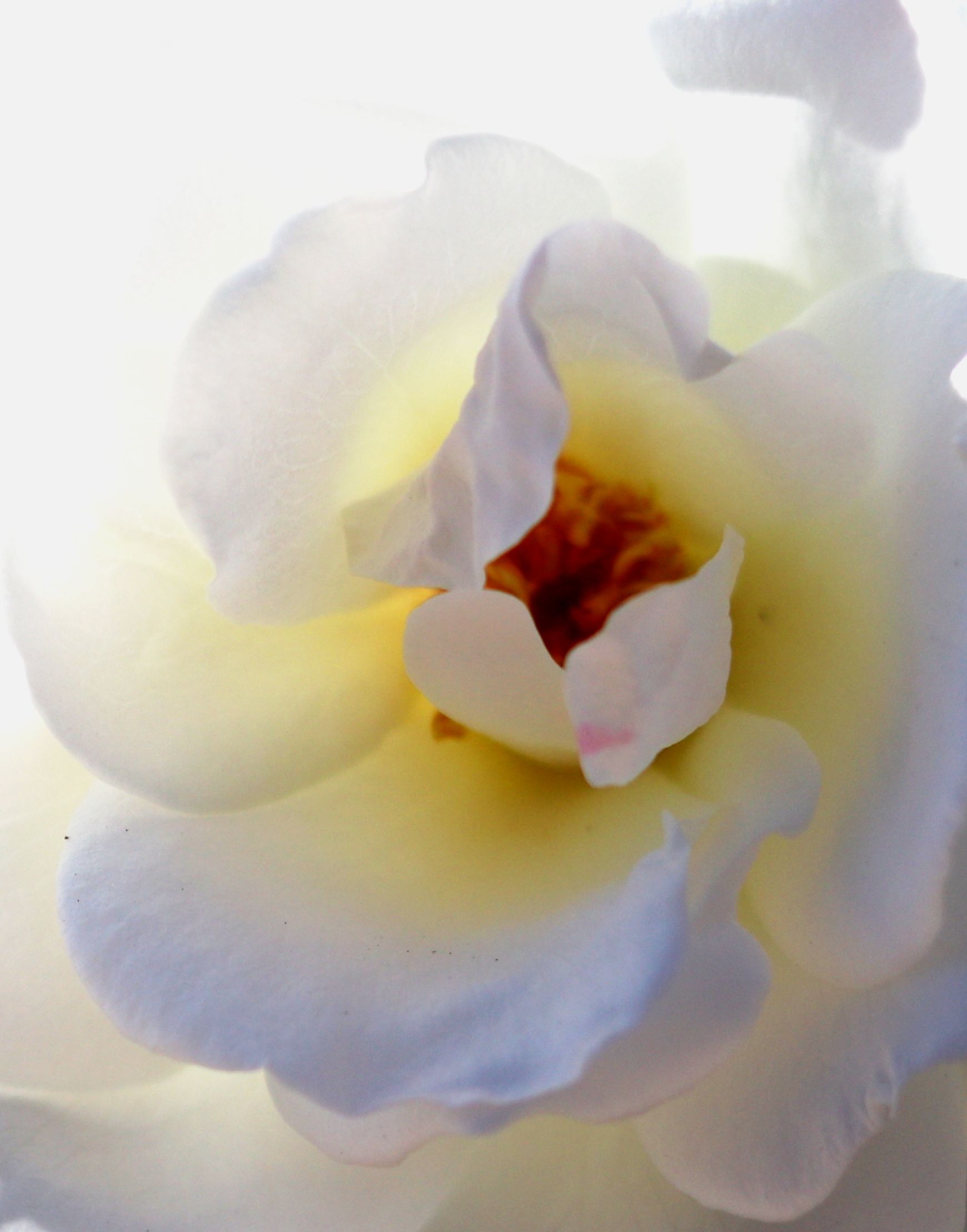 Macro White Rose.JPG