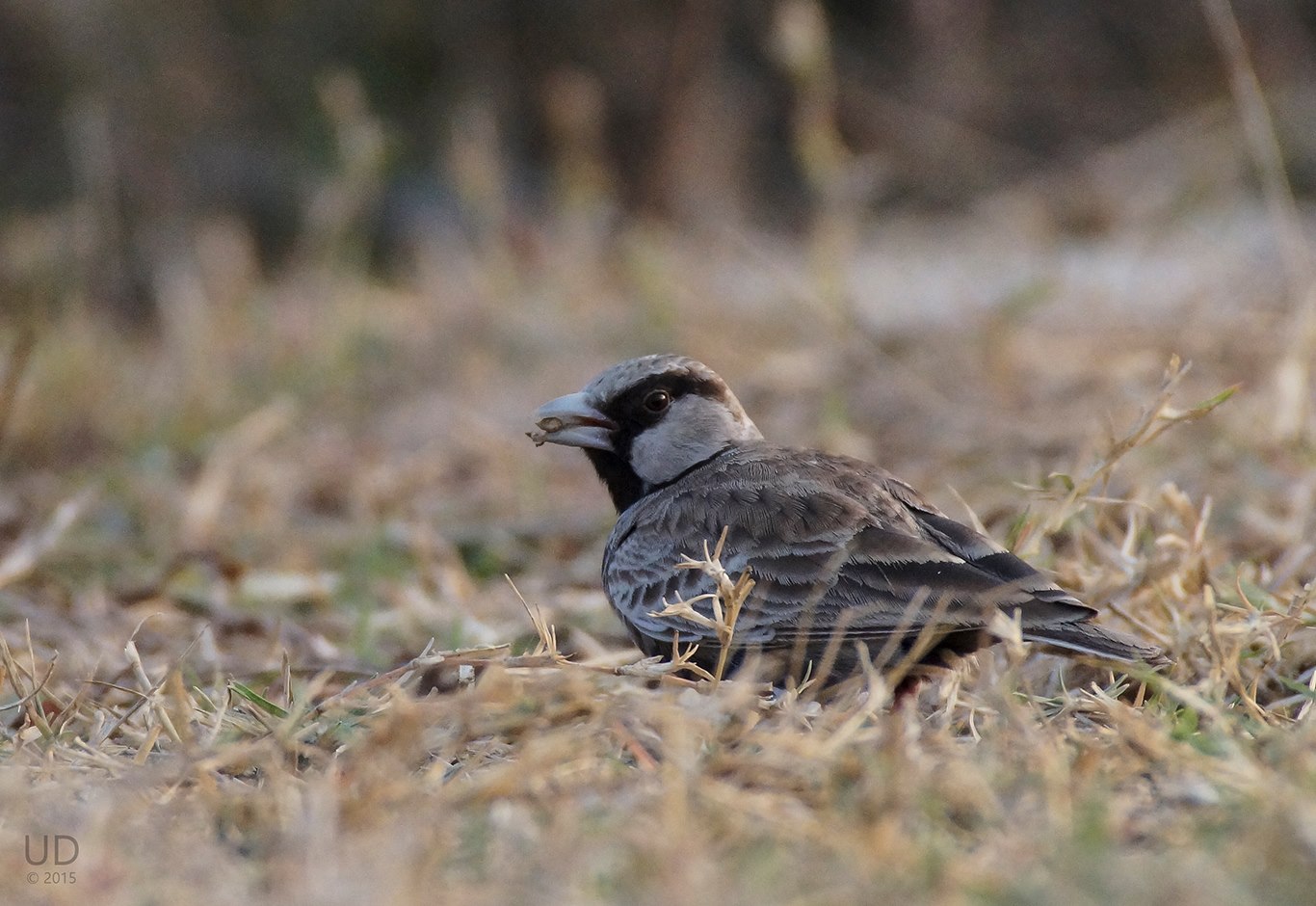 SparrowLark M.jpg