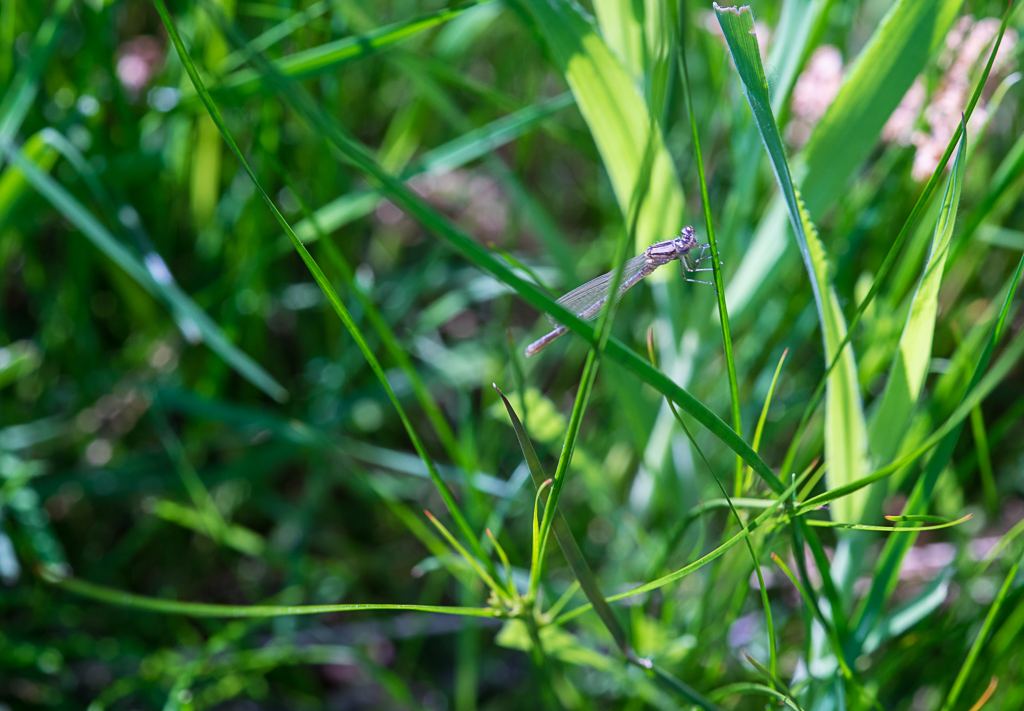 20-05-2018-dragonfly-04959.jpg