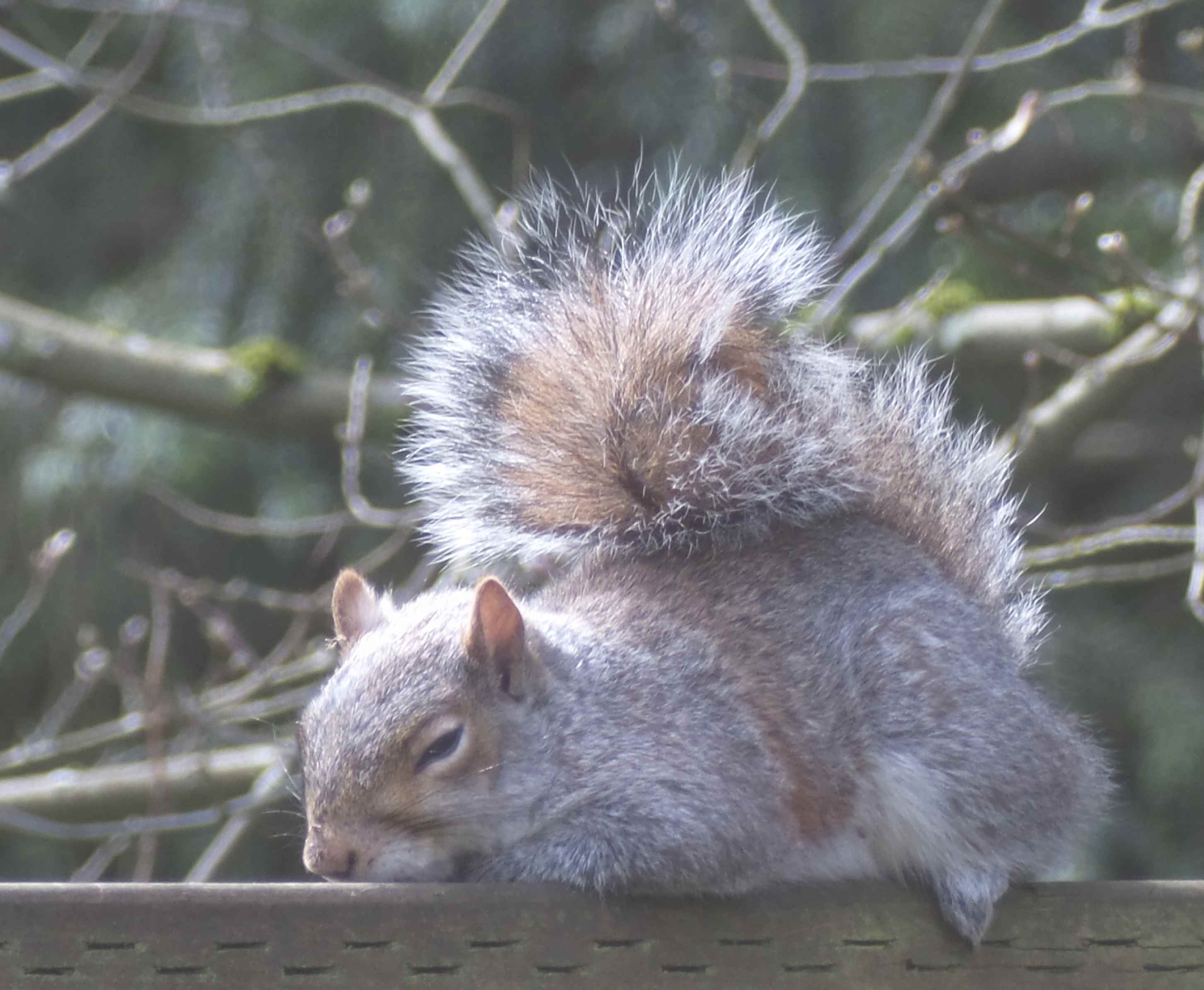 dreaming of sitting in the sun like my friend the squirrel.