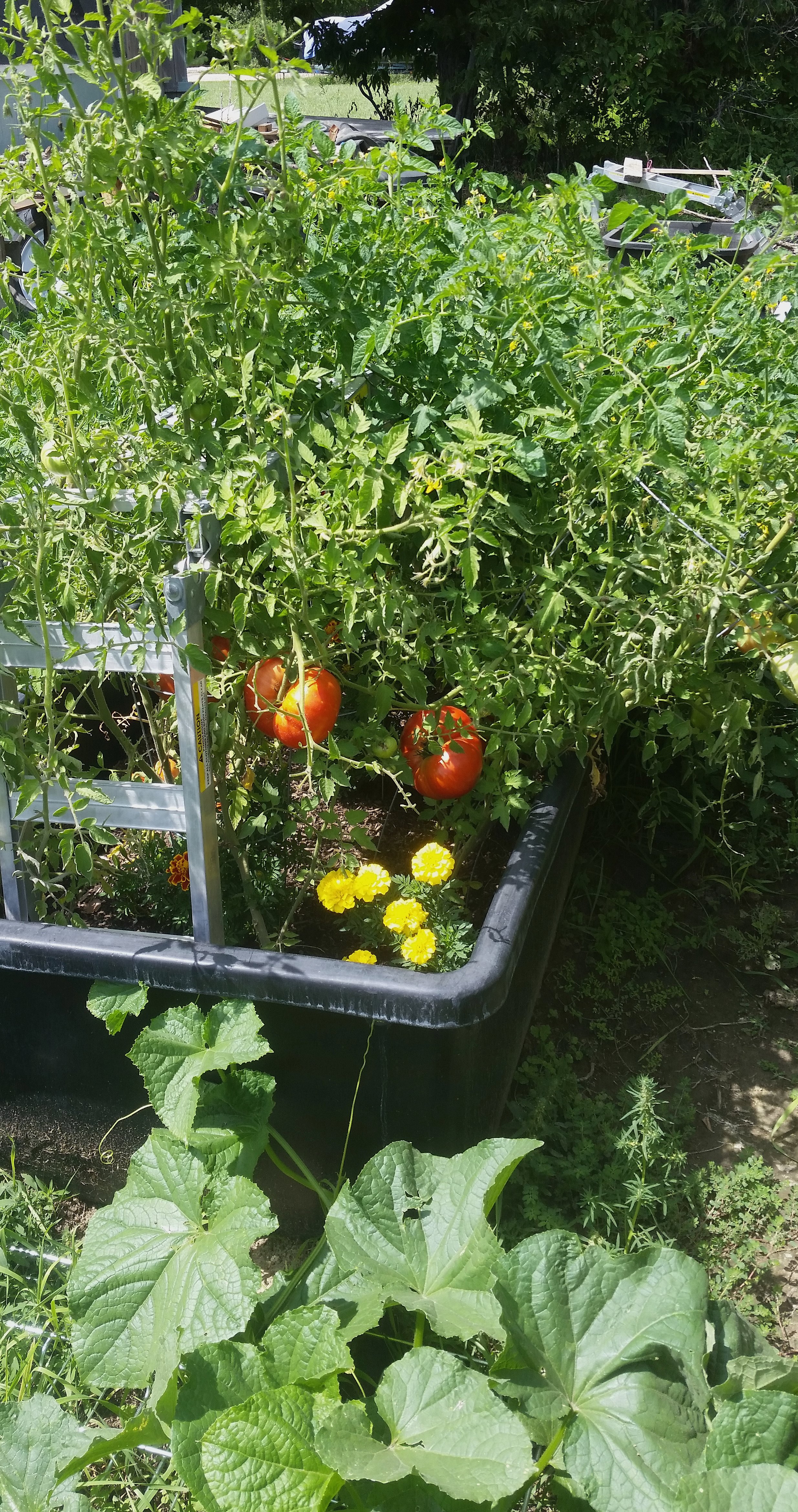 tomatos.aug20.jpg