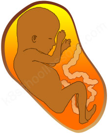foetus.jpg