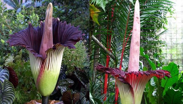 Amorphophallus titanum 3.jpg